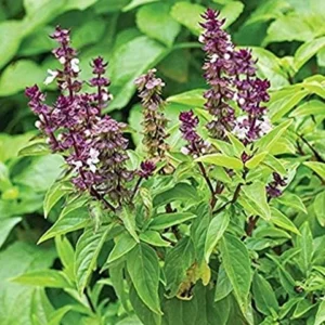 Tulsi leaves (ତୁଳସୀ ପତ୍ର ବିଡ଼ା)